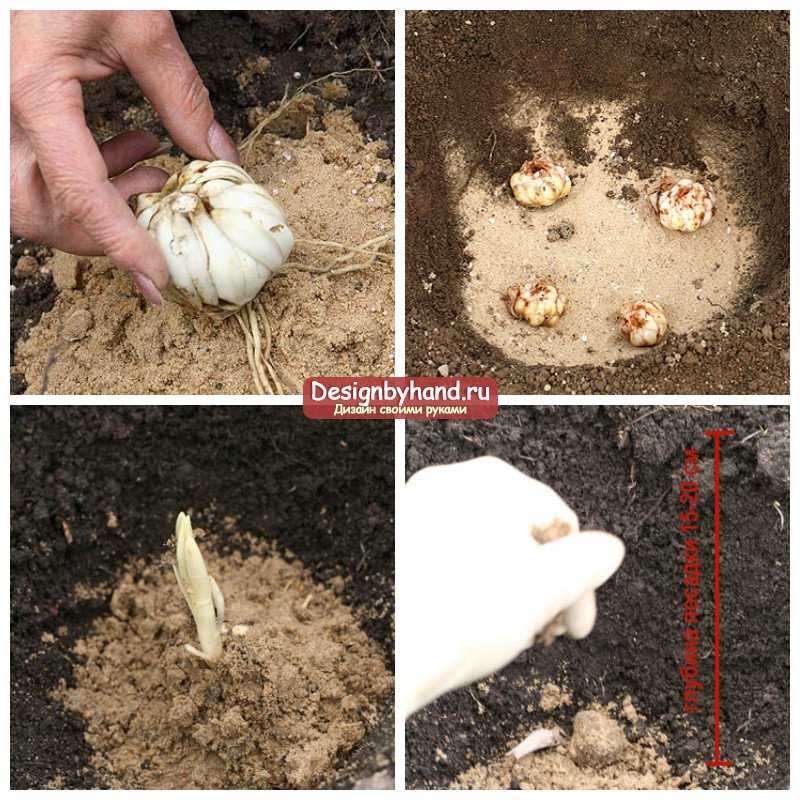 Посадка и уход за цветком калла в домашних условиях: выращивание в горшке