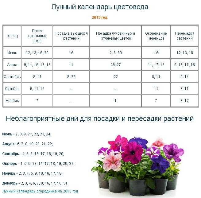 Как и когда пересаживать комнатные растения: фото, этапы и правила - sadovnikam.ru