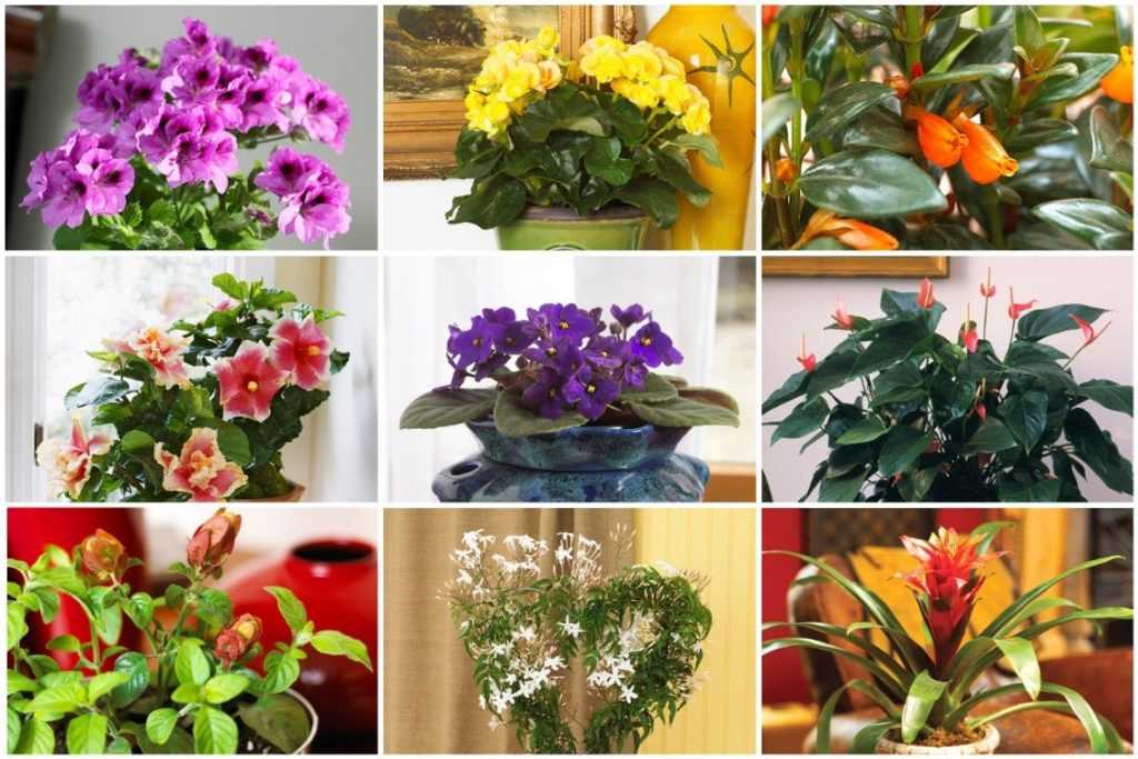 Цветущие неприхотливые комнатные растения: посадка и уход за цветами