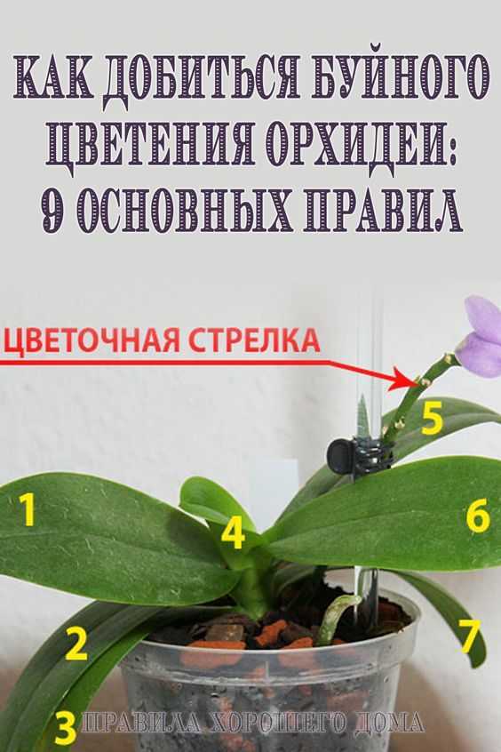 Размножение орхидей воздушными корнями: видео о том, можно ли вырастить полноценное растение из корешка
