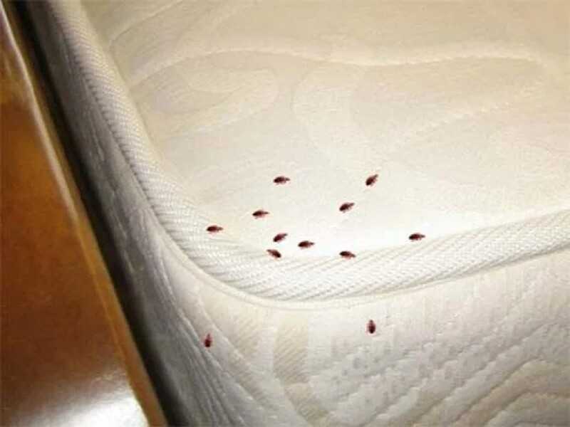 Перьевые клещи в подушках – откуда берутся, в чем опасность, как от них избавиться