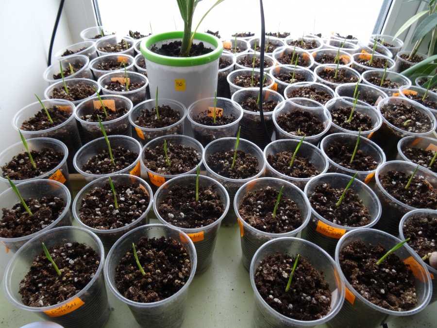 13 комнатных растений, которые легко вырастить из семян в домашних условиях. фото