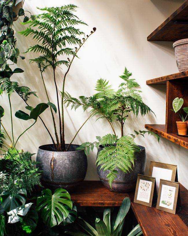 22 самых тенелюбивых комнатных растения (названия и фото)