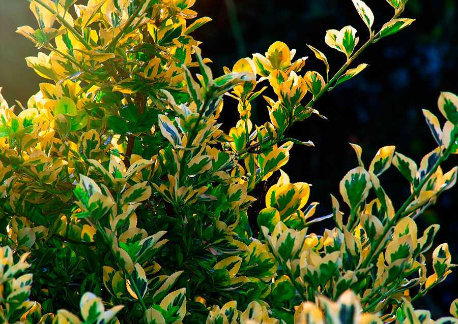 Бересклет (52 фото): описание кустарника, посадка и уход, выращивание растения в открытом грунте в сибири и на урале, использование в ландшафтном дизайне