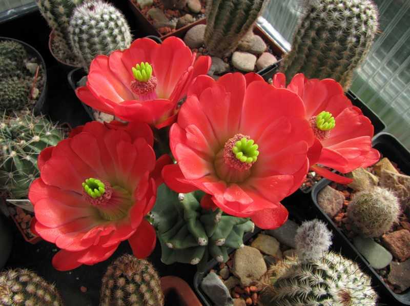 Комнатные кактусы – уход и цветение в домашних условиях