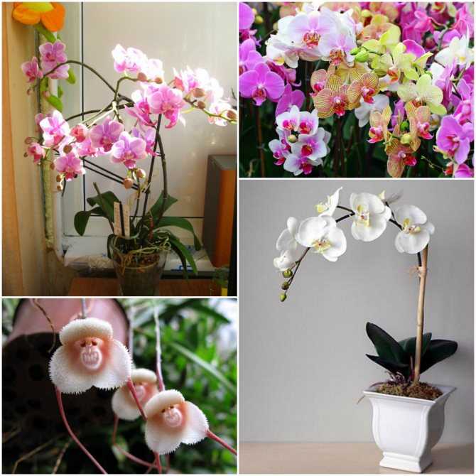 Можно ли орхидеи держать в спальне, где они должны стоять в квартире, каково их влияние на здоровье человека и почему их нельзя держать у кровати: фото-примеры дизайна с фотообоями без живых растений