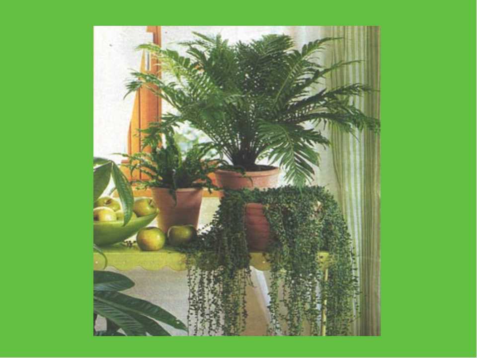 Родина кактуса: страна происхождения комнатного растения. среда обитания кактуса в природе. как попал в россию?