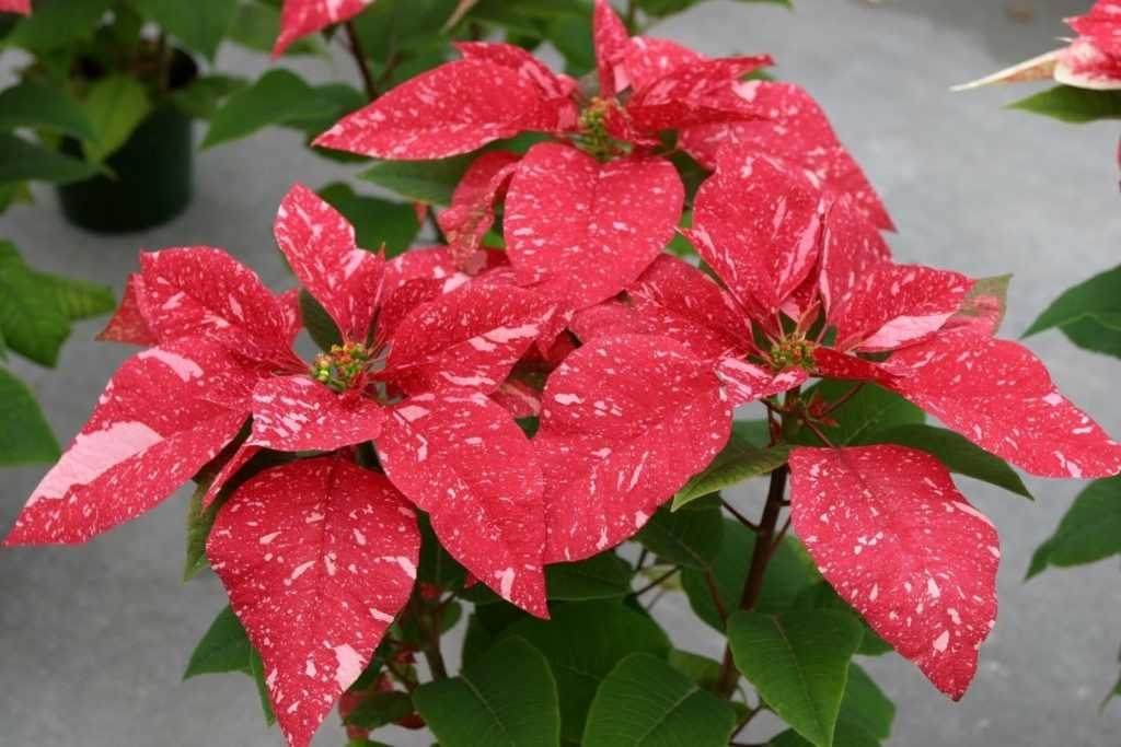 Цветок пуансеттия красная: как ухаживать в домашних условиях, выращивание и размножение
