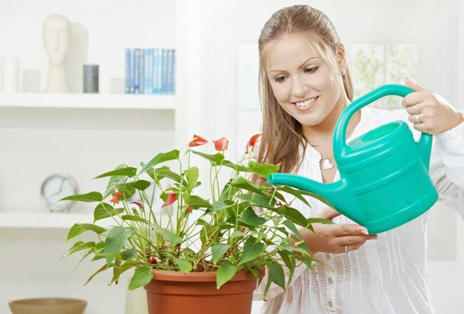Полив, опрыскивание и мойка домашних растений - проект "цветочки" - для цветоводов начинающих и профессионалов