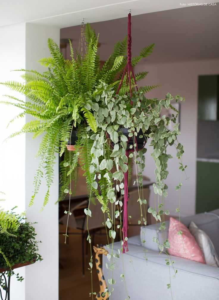 Неприхотливые растения для любой квартиры под ваш интерьер