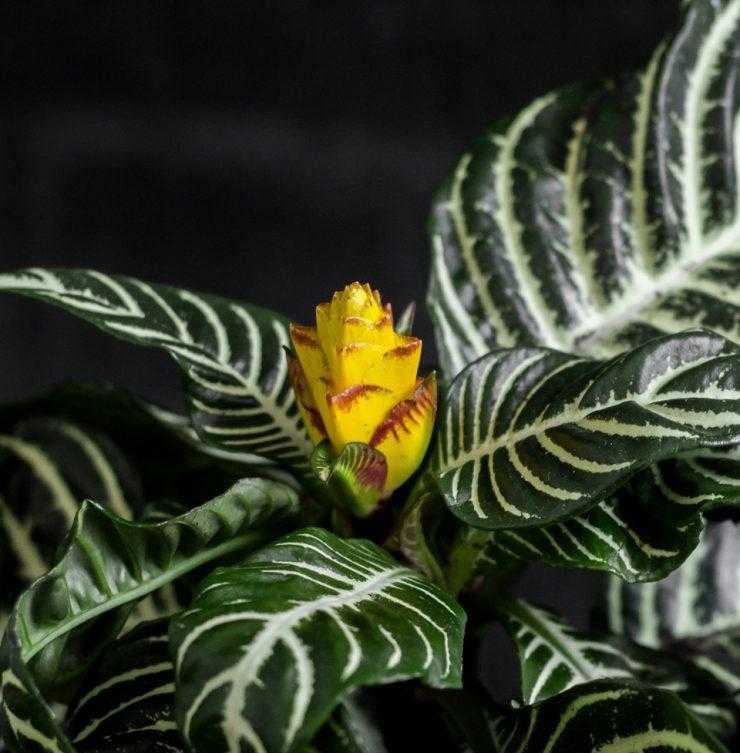 Афеландра уход в домашних условиях: цветок афеляндра, как ухаживать за афеландрой