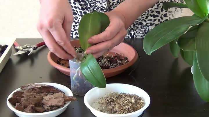 Кустовая орхидея: описание: фото и уход в домашних условиях