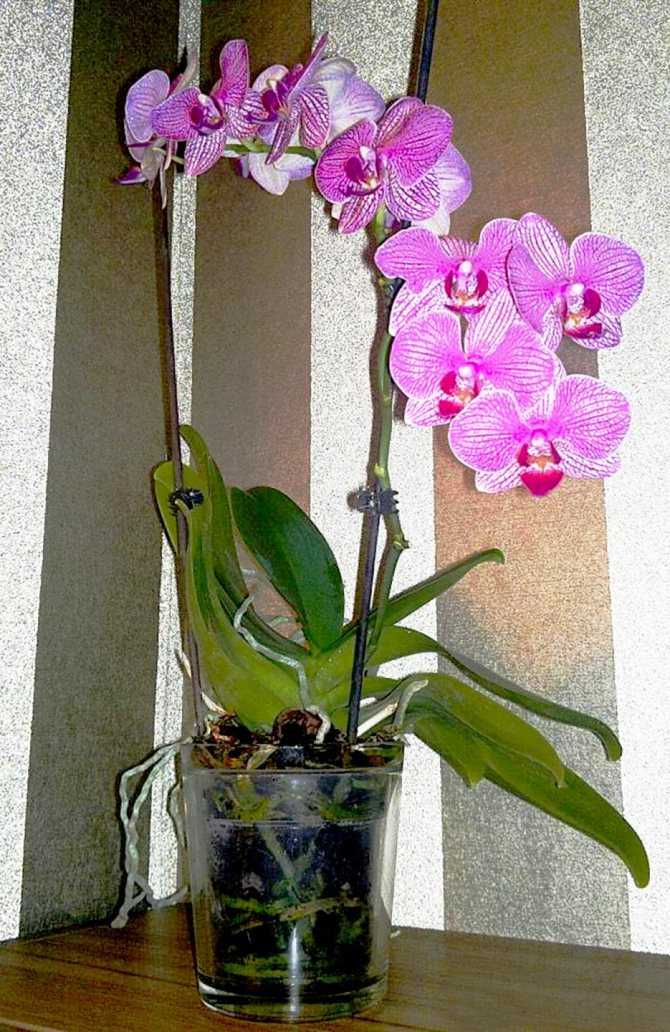 Что любит/не любит орхидея?