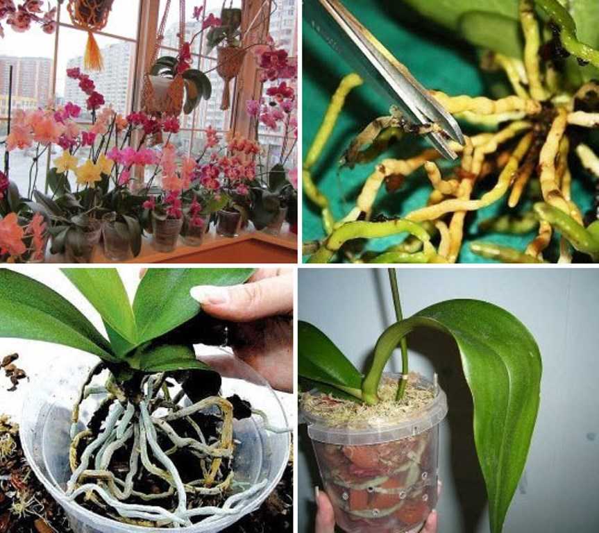 Какие существуют способы посадки орхидей?