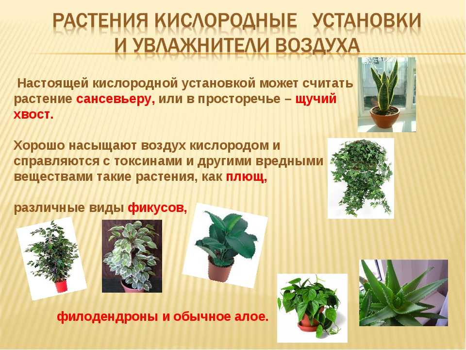 8 лучших комнатных растений для кухни. какие выбрать? список, фото — ботаничка.ru