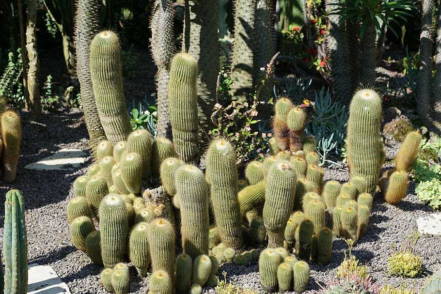 Родиной какого растения является мексиканская пустыня: кактус среда обитания наземная