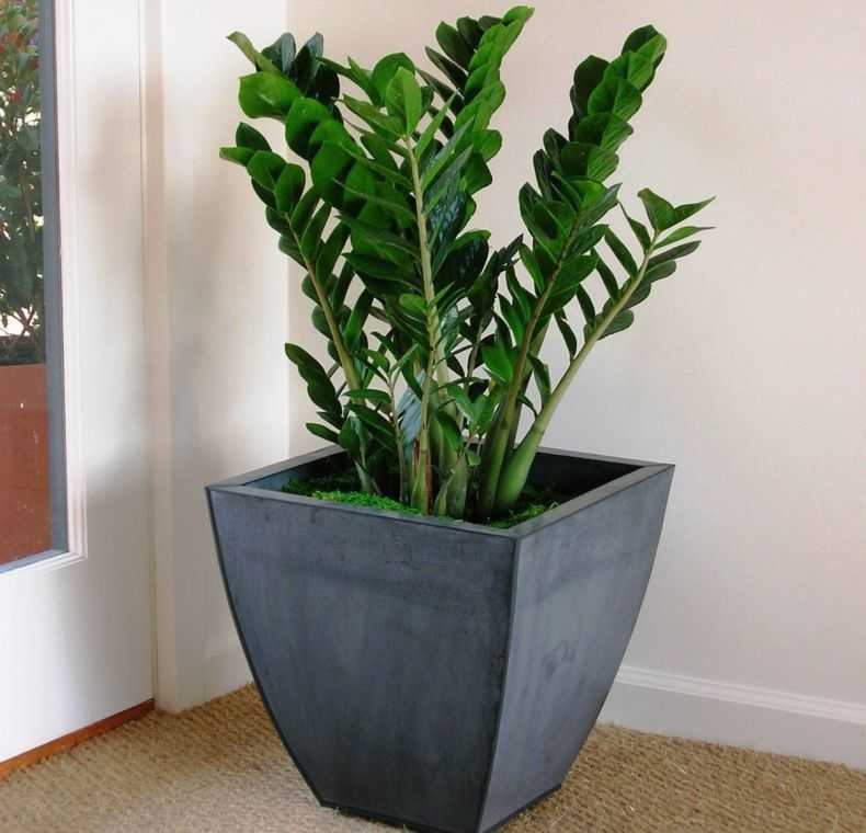 Самые полезные комнатные растения для выращивания в домашних условиях. самые полезные комнатные растения