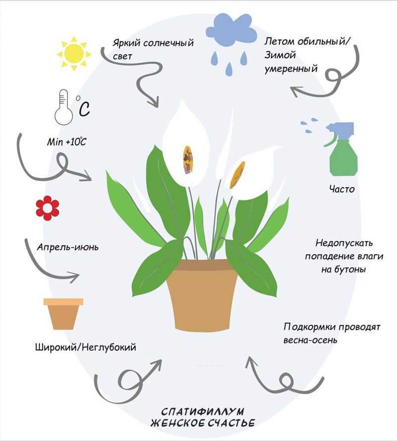 Гептаплеурум - как размножить: группа комнатные растения