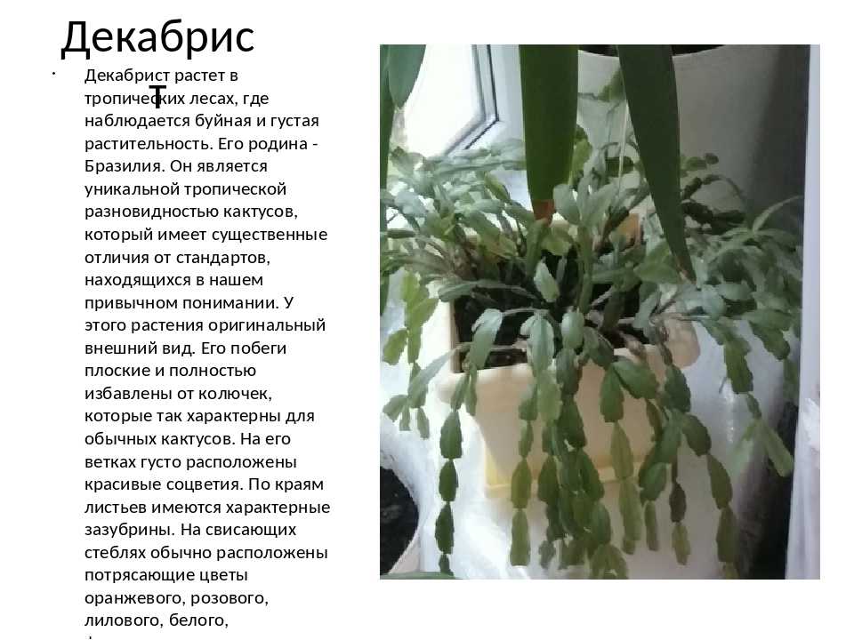 Секреты успешного выращивания ликориса зигокактуса