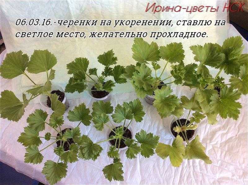 Болезни герани: листья и цветы опадают, зелени мало, мелкая, чернеет, не растёт и почему это бывает, что делать, можно или нет предупредить, как выглядит на фото? русский фермер