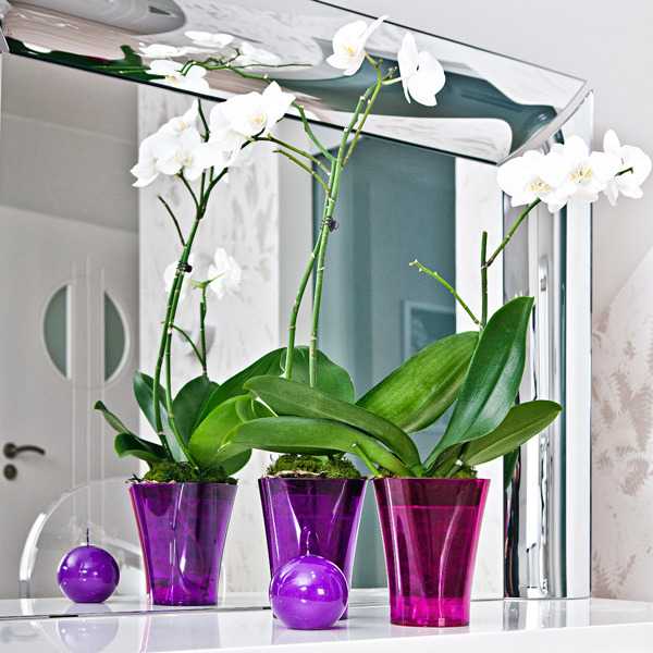Кашпо для орхидей делает композицию с прекрасным цветком еще более красивой. Какое оно должно быть Можно ли использовать с этой целью прозрачный стеклянный сосуд Какие модели являются наиболее популярными