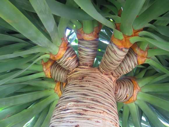 Комнатное растение аморфофаллус: змеиное дерево