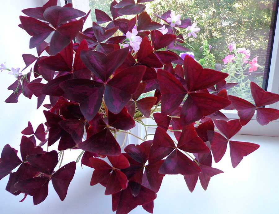 Комнатное растение с фиолетовыми листьями, фото и описание