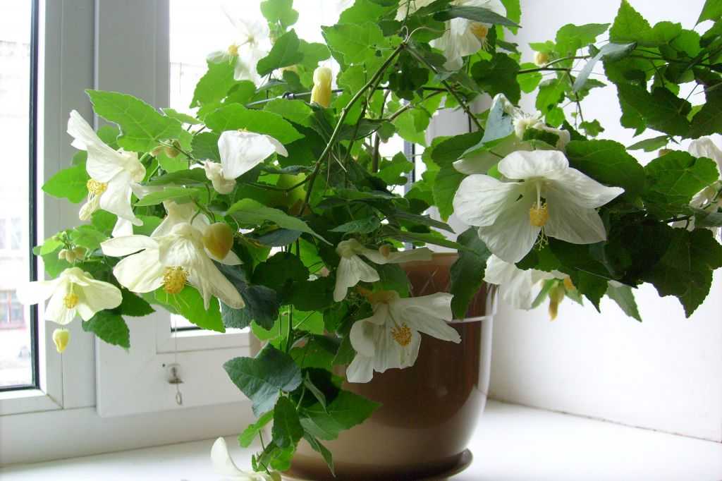 Комнатный цветок – нолина (бокарнея) или бутылочное дерево. уход в домашних условиях