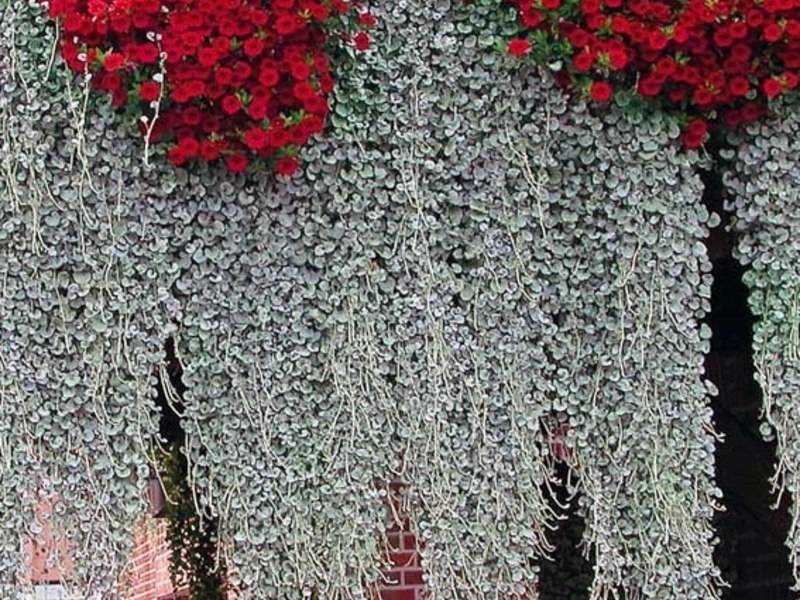 Ампельные цветы для балкона: фото и названия