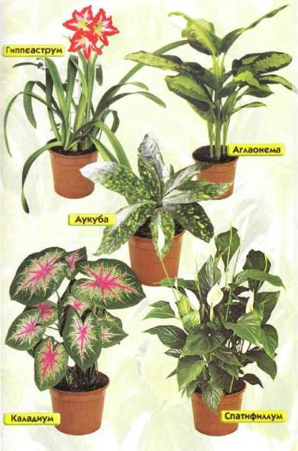21 вид неприхотливых комнатных растений для дома